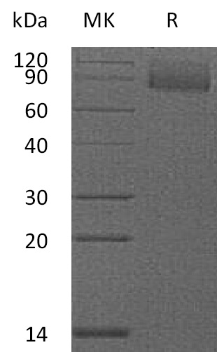 Biotinylated Mouse CD36 +SDS-PAGE.jpg
